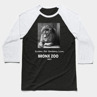 ART OF ZOO - LIONPHOTOGRAPH- SULTAN THE BARBARY LION, BRONX ZOO -1897 Baseball T-Shirt